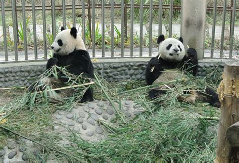 France Chine Les Images De Larrivée à Beauval Des Pandas Yuan Zi Et