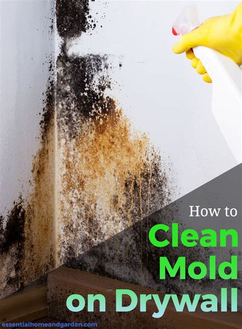 How To Remove Mold From Drywall Painted And Unpainted Mold Remover