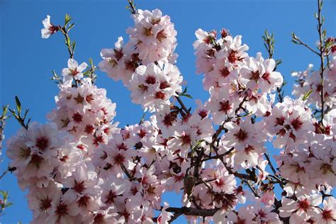 Blooming Almond Trees Attract Bees And Spectators In