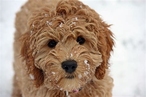 The 16 Cutest Labradoodle Pics Youve Ever Seen