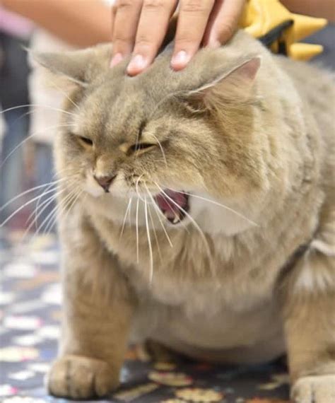 Our new tool will narrow down more than 300 breeds for you. Meet Bone Bone, The Big Fluffy Cat From Thailand Who Is ...