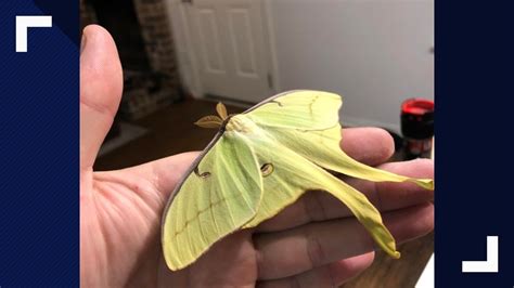 Photos Luna Moth Sightings On The Rise In Central Texas