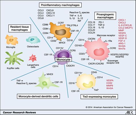 Monocyte Subpopulations In Angiogenesis Cancer Research