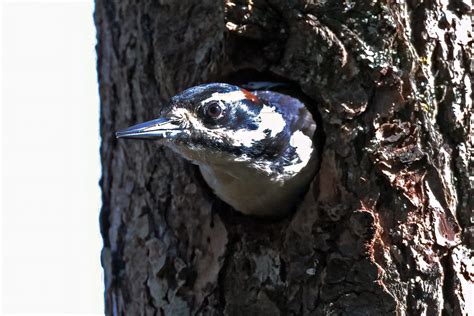 Male Hairy Woodpecker Exiting Nesting Cavity Thatsrick Toyou Flickr