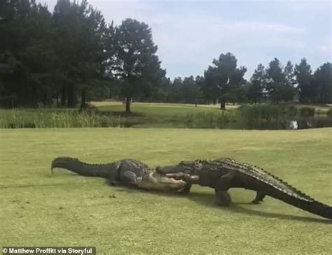 Video Two Alligators Locked In A Fight To Death At A Golf Course In