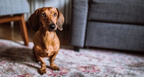 Dachshund Dog Breed Facts Temperament And Care Info