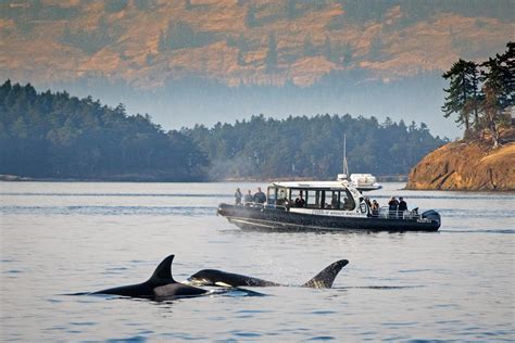 3 Hour Whales And Wildlife Snug Harbor Resort West Side Friday Harbor