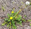 15 Different Types of Weeds That Grows In Florida Lawns - Home ...
