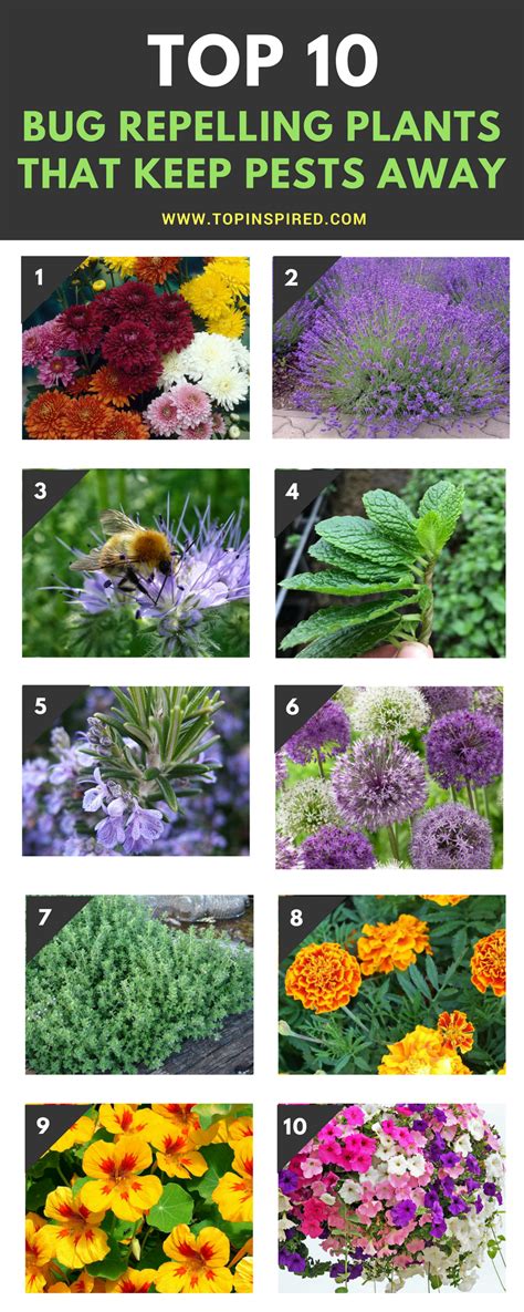 Top 10 Bug Repelling Flowers That Keep Pests Out Of Your Garden