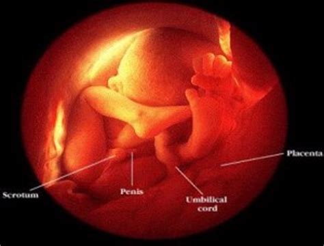 Recent papers in jamu menggugurkan kandungan 8 minggu. Gambar perkembangan janin usia O kehamilan - Malikghaisan