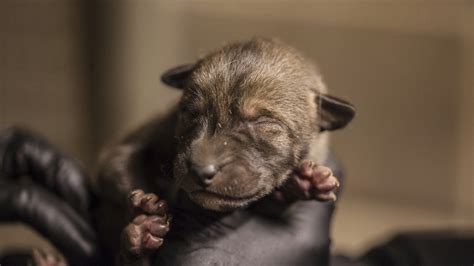 Nacieron Cuatro Cachorros De Lobo Pelirrojo En Chicago Infobae