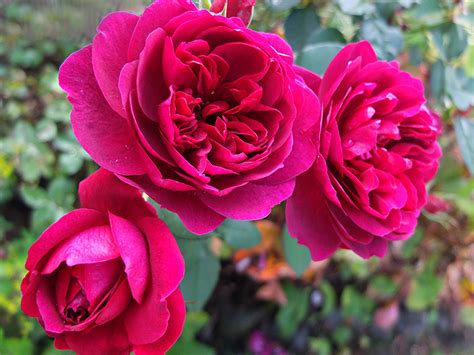 There are over three hundred species and tens of thousands of cultivars. Darcey Bussell Rose