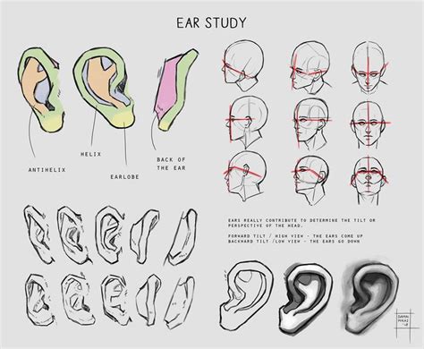 Sketchdump April 2018 Ears By Damaimikaz On Deviantart Anatomy Art