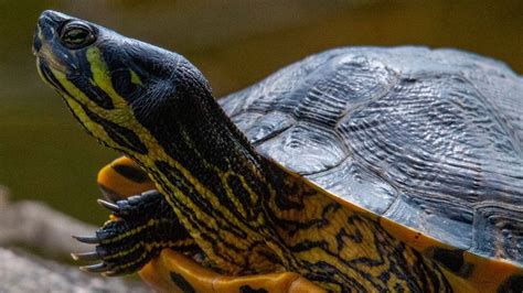 Pet Yellow Bellied Slider Personality Diet And Care Lil Pet