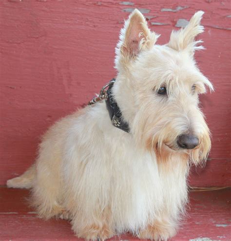 Rocky Creek Scottie Adventures Scottie Scottish Terrier Scottie Dog