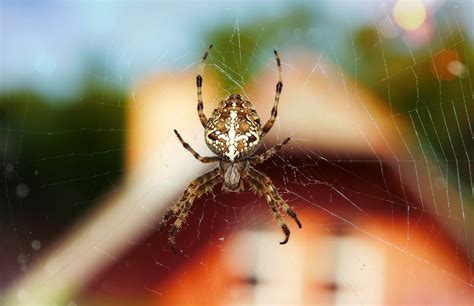 Este sencillo truco hará que no vuelvas a ver una araña en tu casa