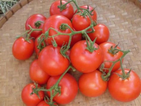 30 Heirloom Tomato Fireworks Seeds Organic Non Gmo Etsy