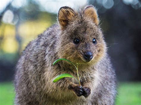 Smile and enjoy the day! Quokkas Are The Happiest Animals In The World - MemeAnimal.com