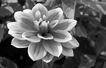 Free Flower Black And White, Download Free Flower Black And White png ...