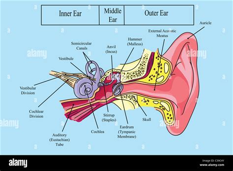 Structure Of Human Ear Illustration Stock Photo Alamy