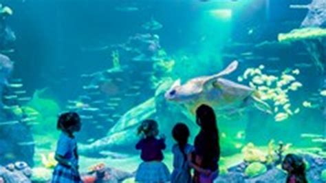 Sea Life Sydney Aquarium Merlin Annual Pass