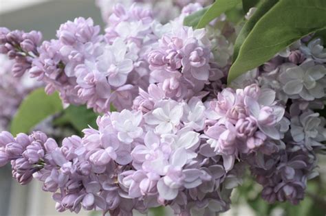 The Most Highly Scented Lilacs Kim Smith Designs