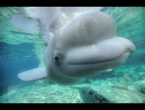 Beluga Whale Beluga Whales Have A Large Forehead A Sign O Flickr