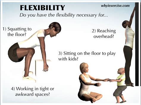 What Are Some Examples Of Flexibility Exercises Exercise Poster