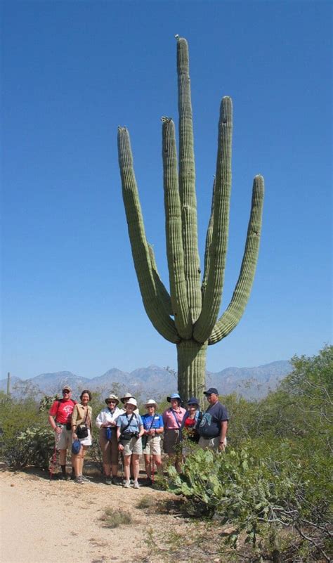 The Saguaro Cactus A Must See Arizona Icon Wander With Wonder