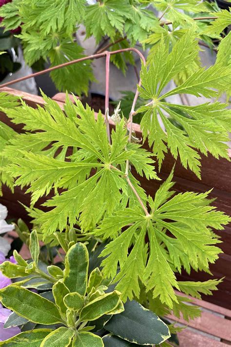 A Guide To The Different Types Of Japanese Maple Trees Barclay Bryan