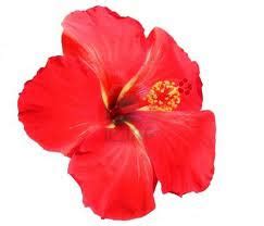 Bunga raya bunga kebangsaan 4 ahmad kamal flickr. Bunga Raya-Mengapa ia Dipilih Sebagai Bunga Kebangsaan ...