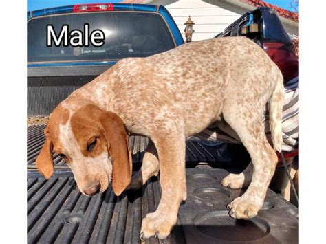 Red Tick Coonhound Puppies English Coonhound Puppies For Sale From