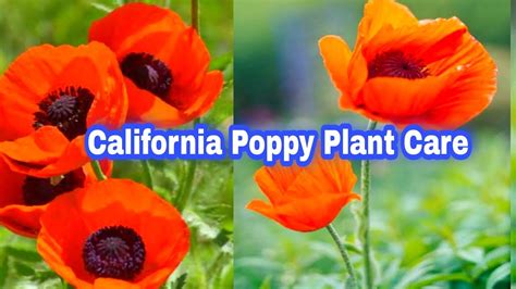 California Poppy Plant Care How To Grow And Care California Poppy