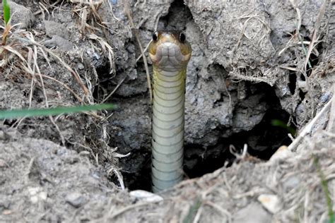 How To Identify Snake Holes In Your Yard And How To Keep Them Out