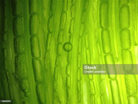 Beautiful Zoom Microorganism Algae Cell Stock Photo Download Image