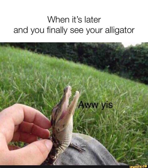 Funny Alligator Memes Lisboa 211