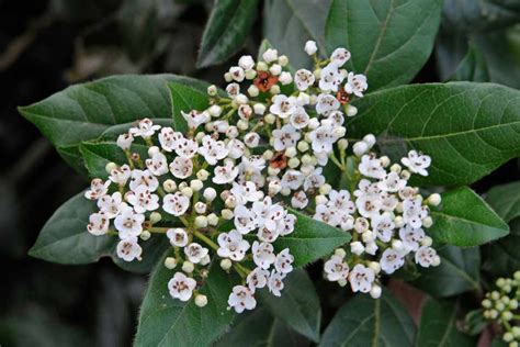 Laurustinu Viburnum Tinus 250mm