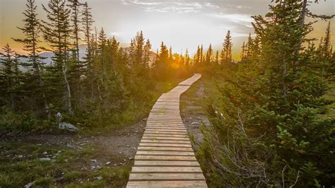 Wooden Pathway In Green Mountain Forest Windows 10 Spotlight Images