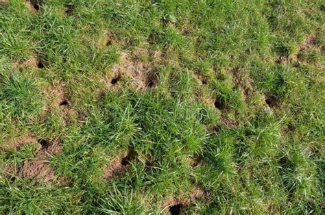 Small Holes In Lawn Overnight 10 Unexpected Reasons