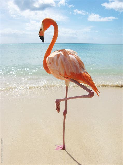 Pink Flamingo Standing On A Tropical Beach In The Caribbean Stocksy