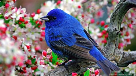 Animals Nature Birds Wallpapers Hd Desktop And Mobile