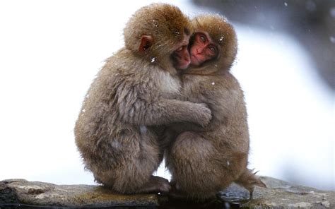 Funny Monkeys Wallpapers High Quality Download Free