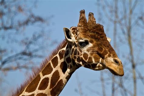 The Giraffe Giraffa Camelopardalis Is An African Mammal Stock Photo