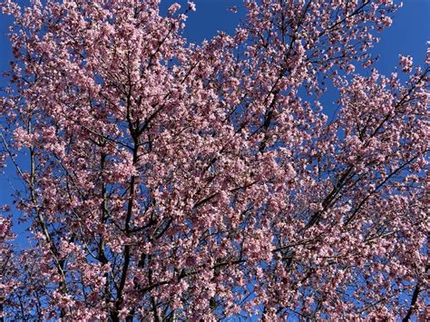 Pretty Little Pink Cherry Blossoms And A Blue Sky In February Stock