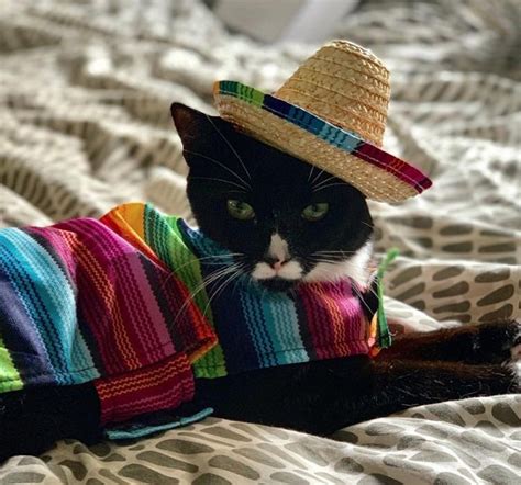 Whether you're searching for a cool cat name inspired by your pet's personality, a disney cat name to pay homage to your fave princess, or even a funny cat name because, hey. 500 Mexican Cat Names - The Paws