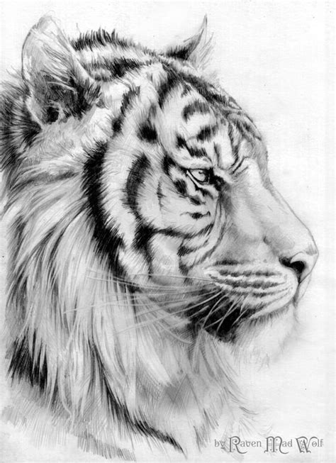 Angry View Pencil Angry Tiger Drawing PNG