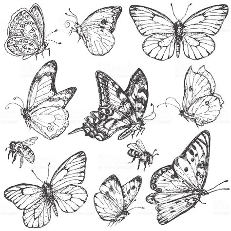 Hand Drawn Set Of Doodle Insects Monochrome Image Of Flying And
