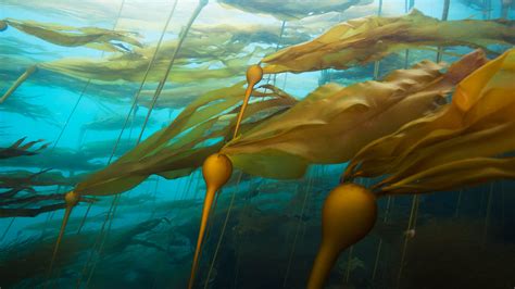 Kelp Forest In British Columbia By Microsoft Wallpapers Wallpaperhub