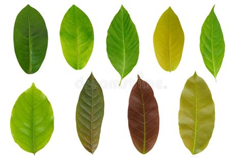 Leaf Set Stock Image Image Of Decorative Botany Abstract 23519791