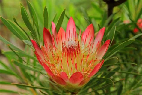 Fleur De Protea Afrique Du Sud Photo Stock Image Du Afrique Fleur